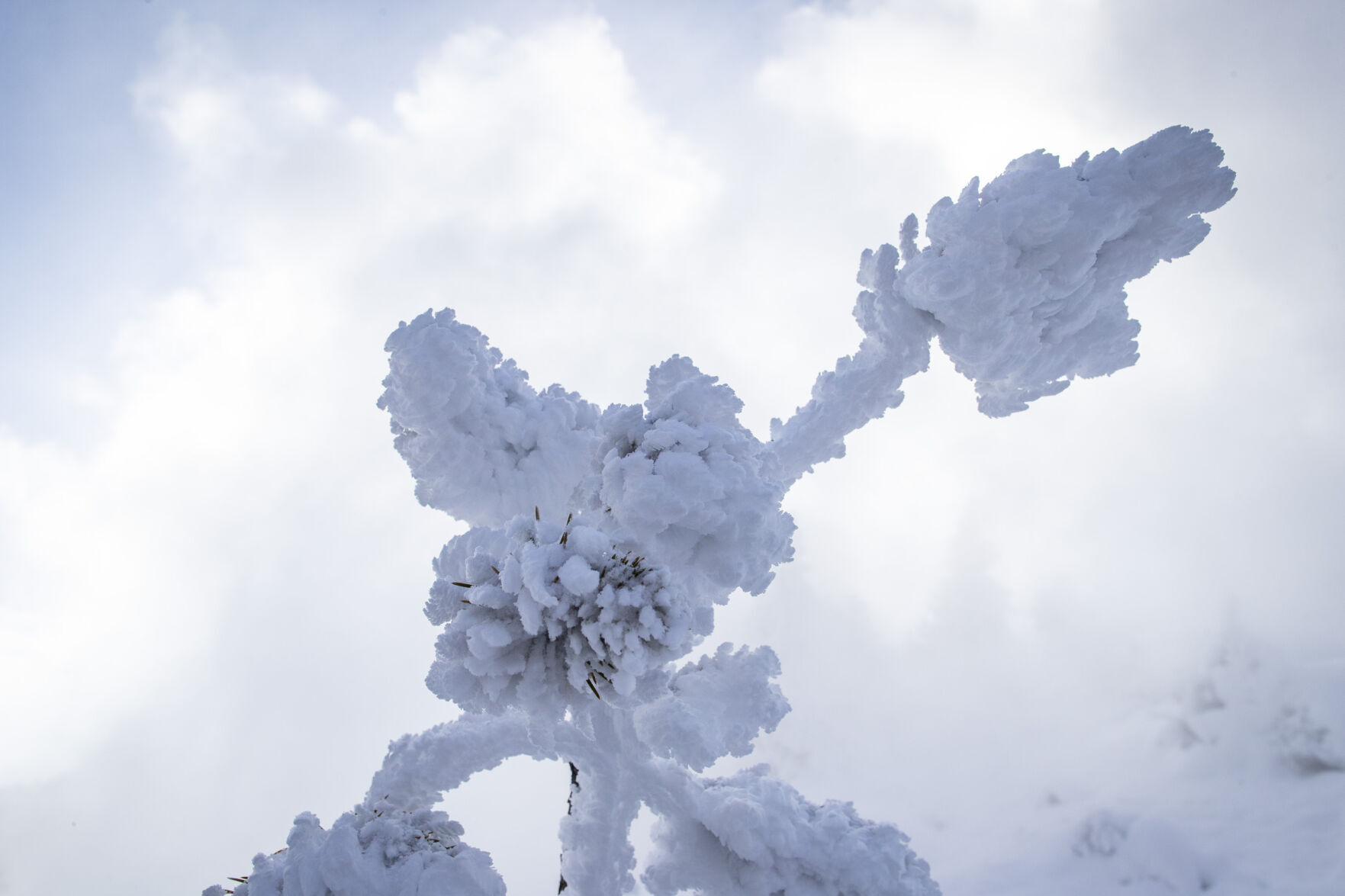 Yellowstone in Winter